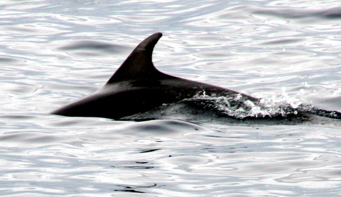 Schweinswale unter Beschuss