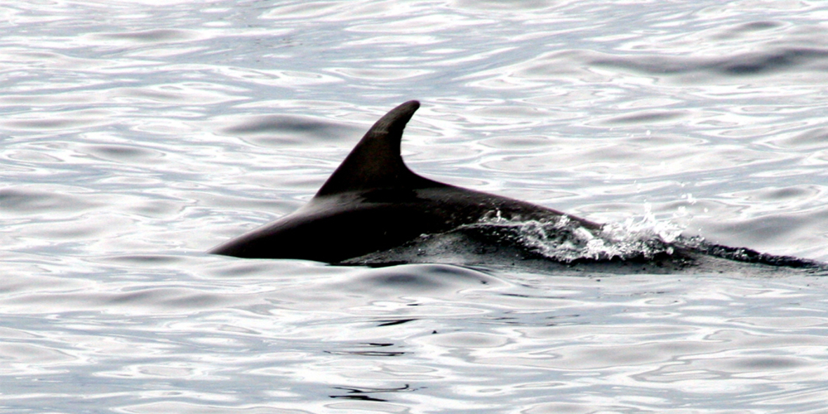 EU-Länder stärken Schutz für wichtiges Meeresgebiet Doggerbank