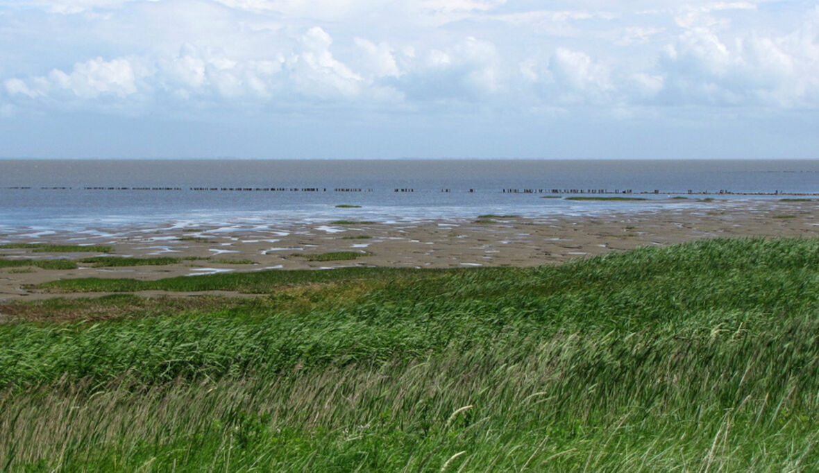 Erstmals Studie zu Hai- und Rochenarten in deutschen Meeren