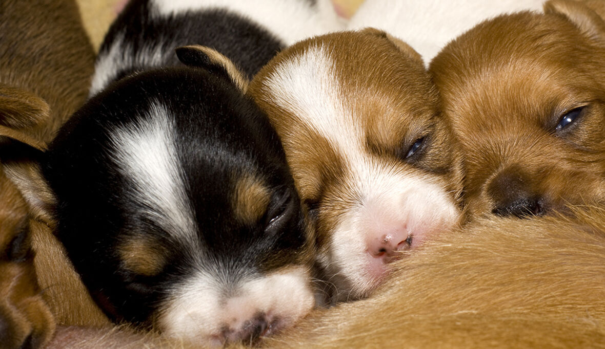 Tiere sind keine Geschenke 
