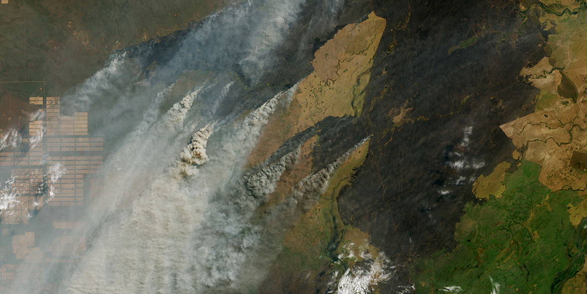 Verheerende Waldverluste nehmen weltweit stark zu 