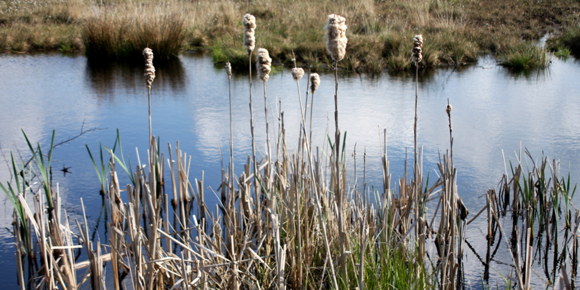 Moore Mecklenburg-Vorpommerns sind Klimaschützer