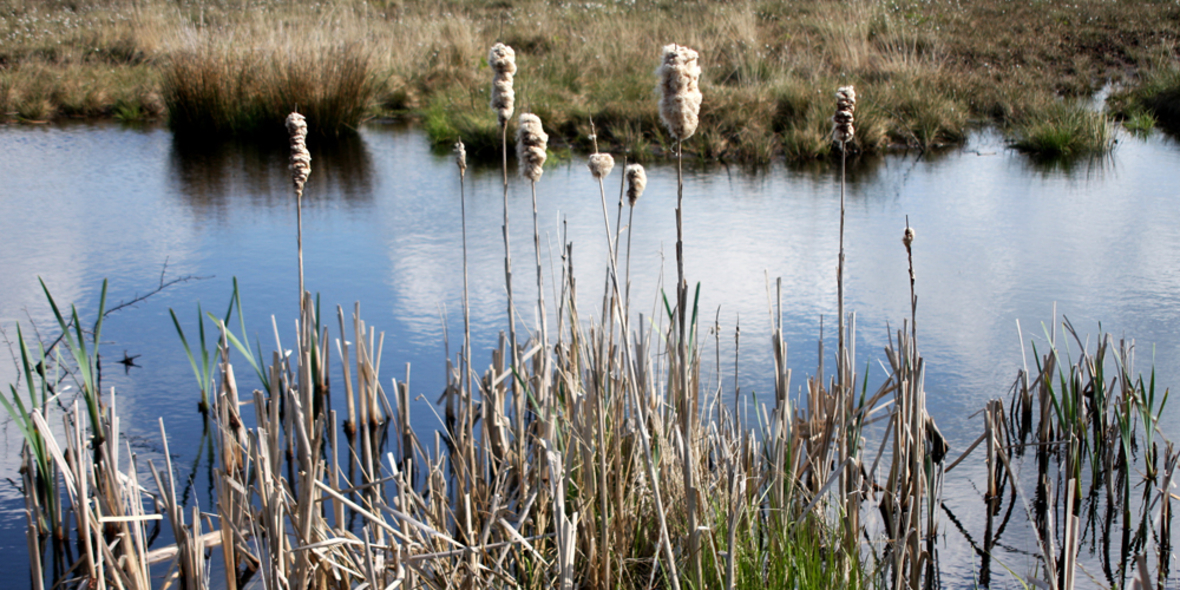 Ohne Moorschutz sind Klimaziele nicht zu erreichen