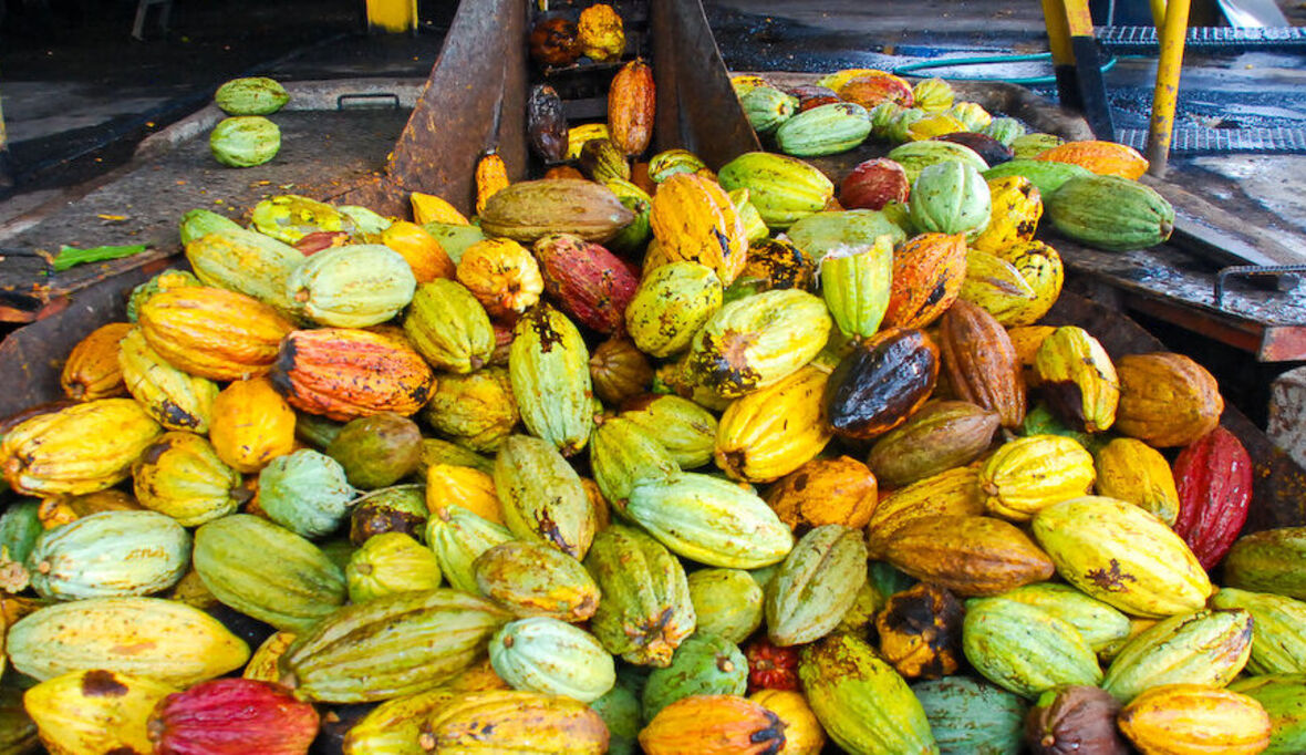 UTZ Certified veröffentlicht aktuellen Jahresbericht