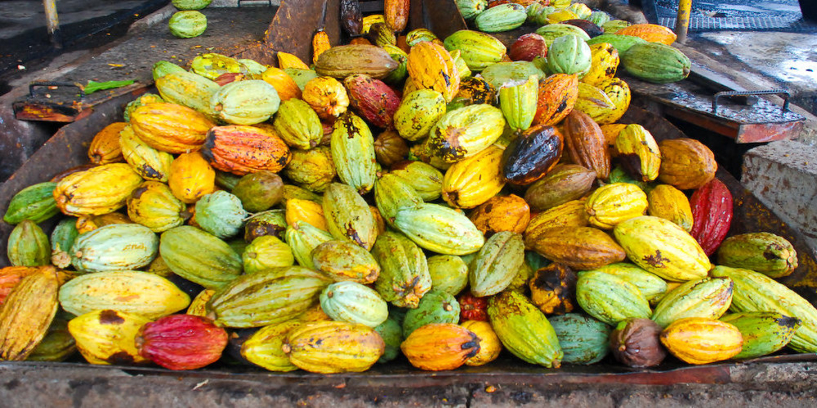 Viele Initiativen, wenig Wirkung: Kakaobranche vergibt Chance auf mehr Nachhaltigkeit
