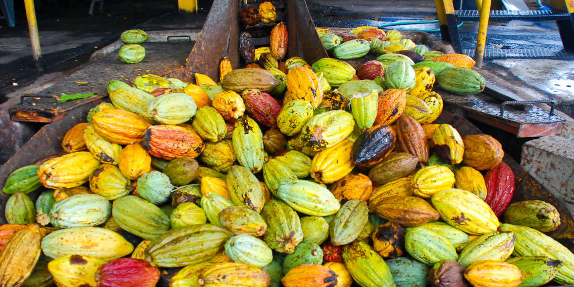 UTZ Certified veröffentlicht aktuellen Jahresbericht