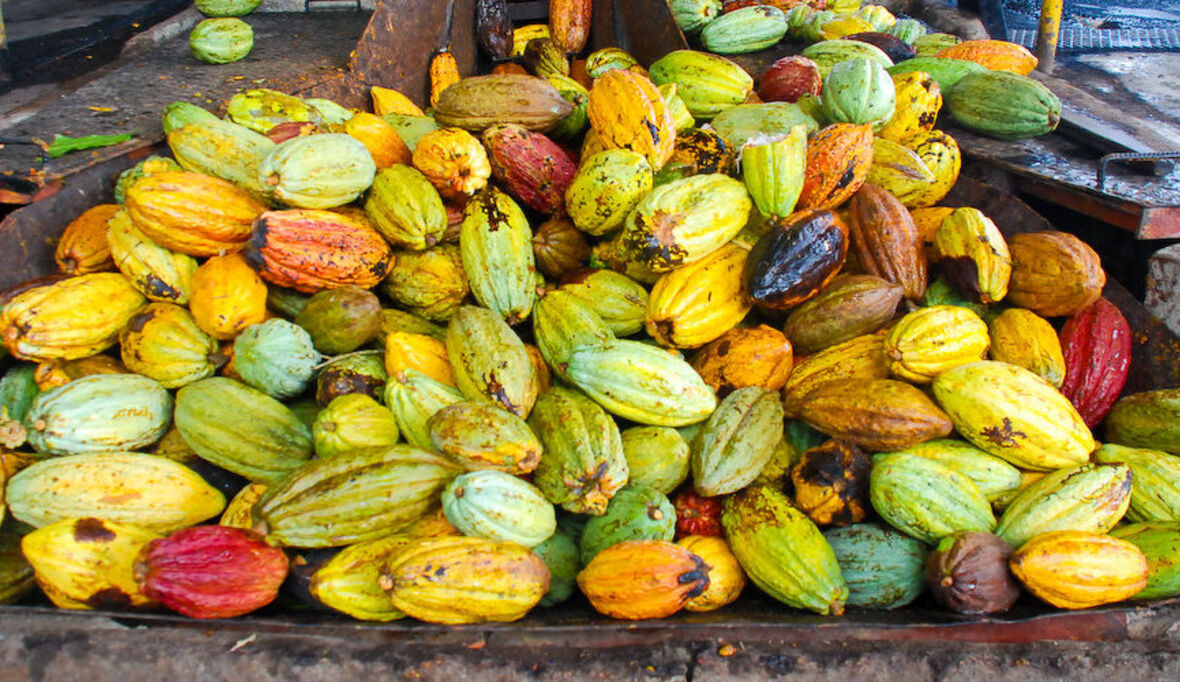 Viele Initiativen, wenig Wirkung: Kakaobranche vergibt Chance auf mehr Nachhaltigkeit