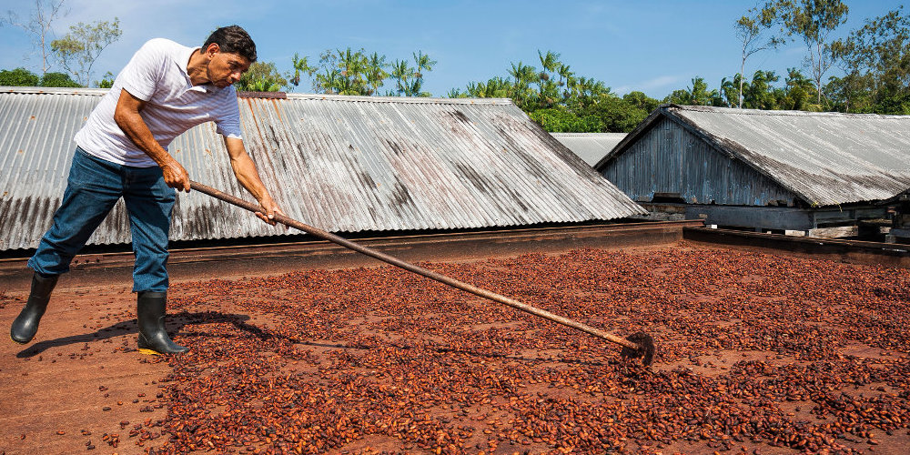 Mann bei der Trocknung von Kakaobohnen.