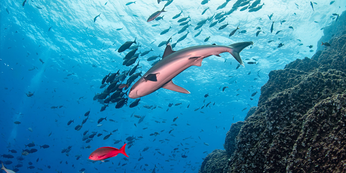 Haie zwischen Hoffnung und Zerstörung – Mexikos Schutzmaßnahmen gegen drohenden Tiefseebergbau