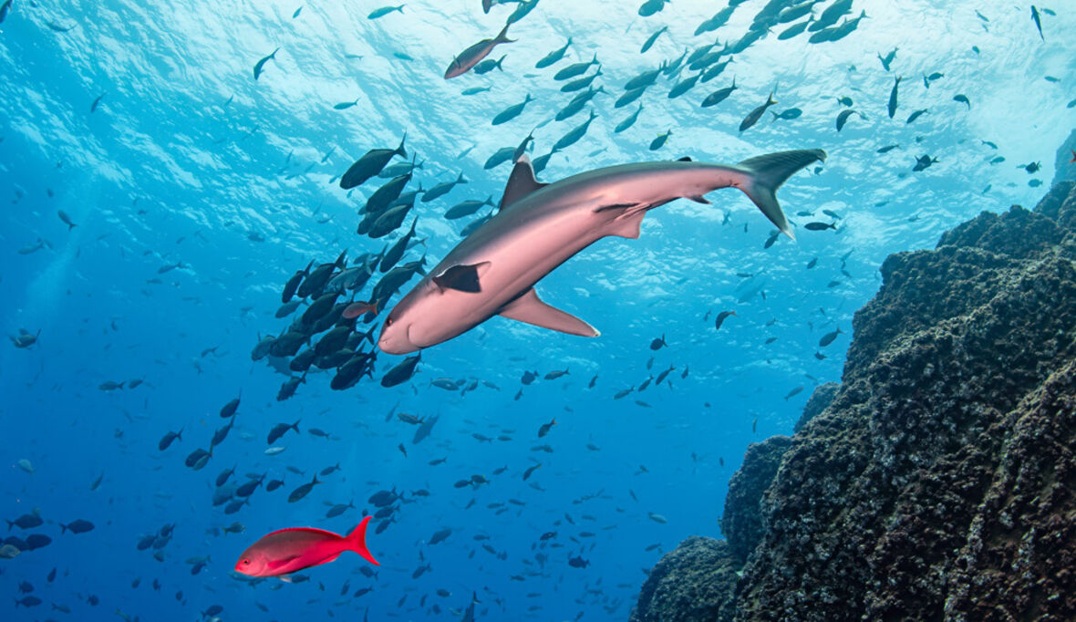 Haie zwischen Hoffnung und Zerstörung – Mexikos Schutzmaßnahmen gegen drohenden Tiefseebergbau