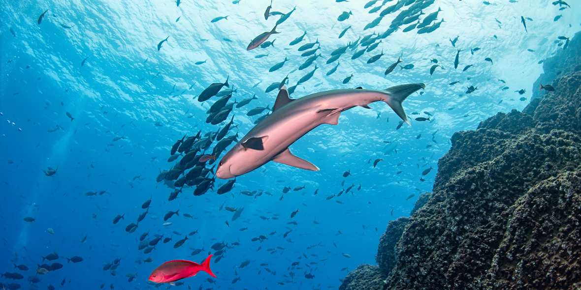 Junge Haiarten sterben häufiger aus als alte