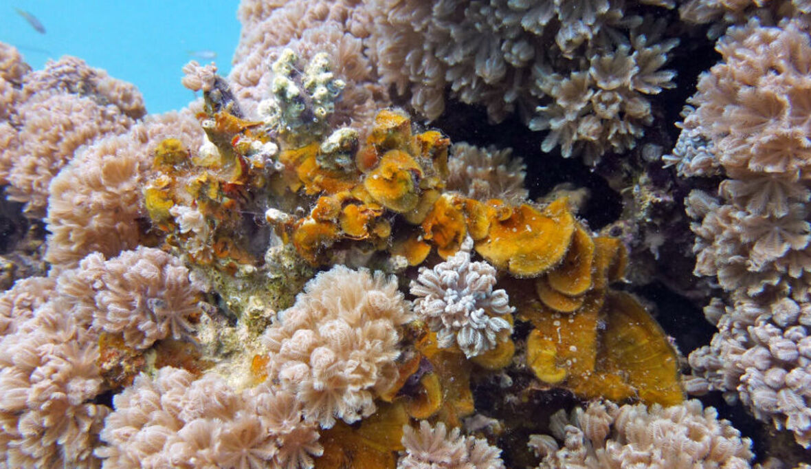 „Innovareef“ bewahrt Korallenriffe vor Tod