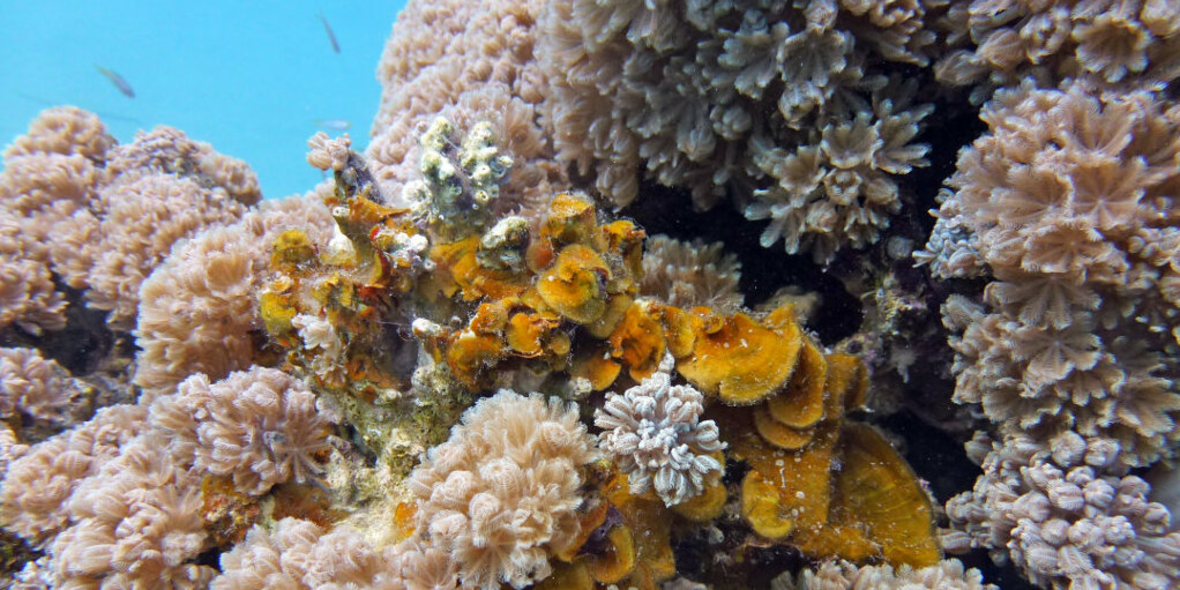 Schnelltest für Korallen