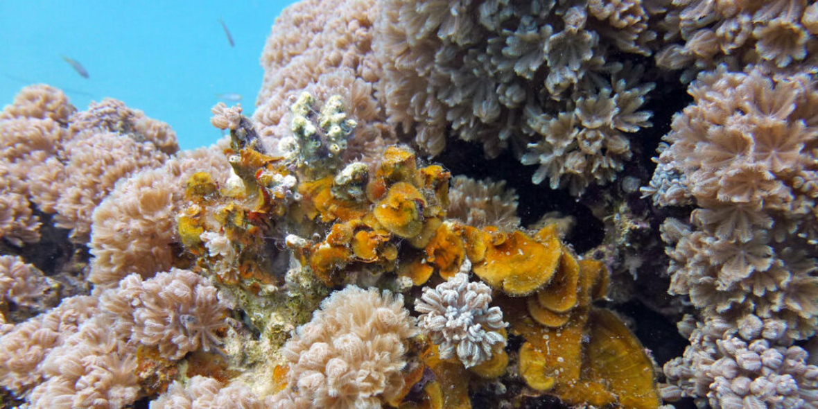 Mikroplastik schädigt vor allem sensible Korallen