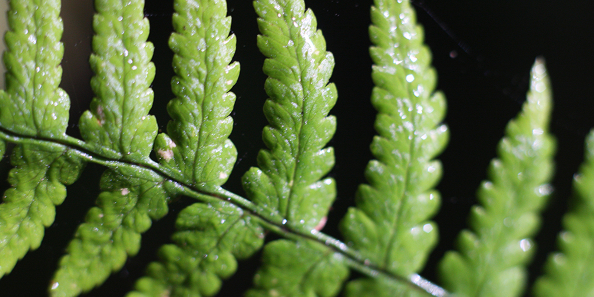 Blatt-Membran filtert Wasser mit Sonnenenergie 