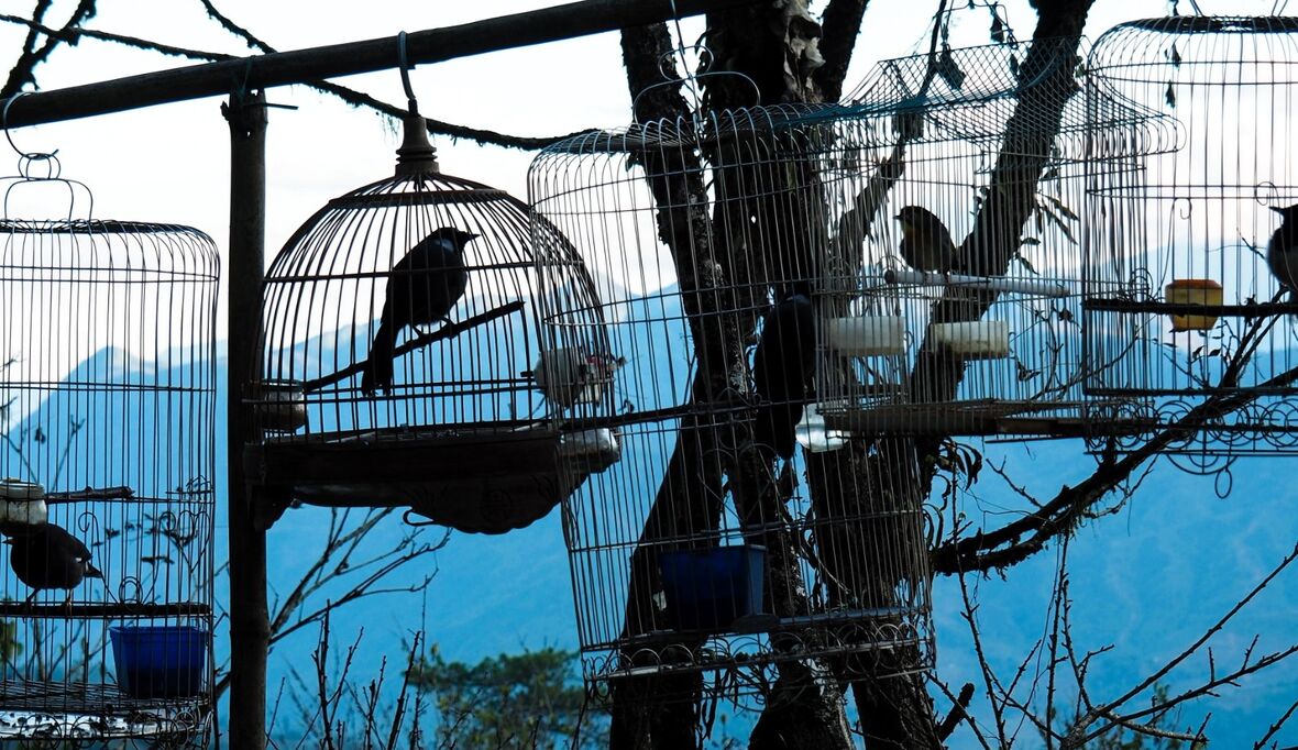Wie Afrika Asiens Heimtiermarkt mit Wildvögeln beliefert