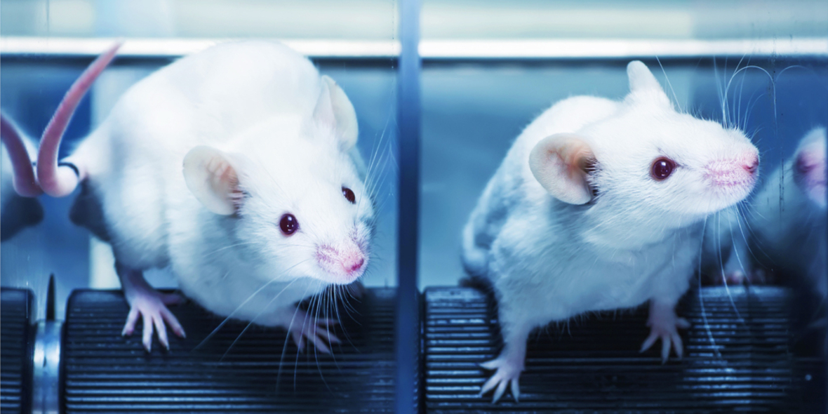 Tierversuche: Reduktionsstrategie als Einstieg in den Ausstieg nutzen