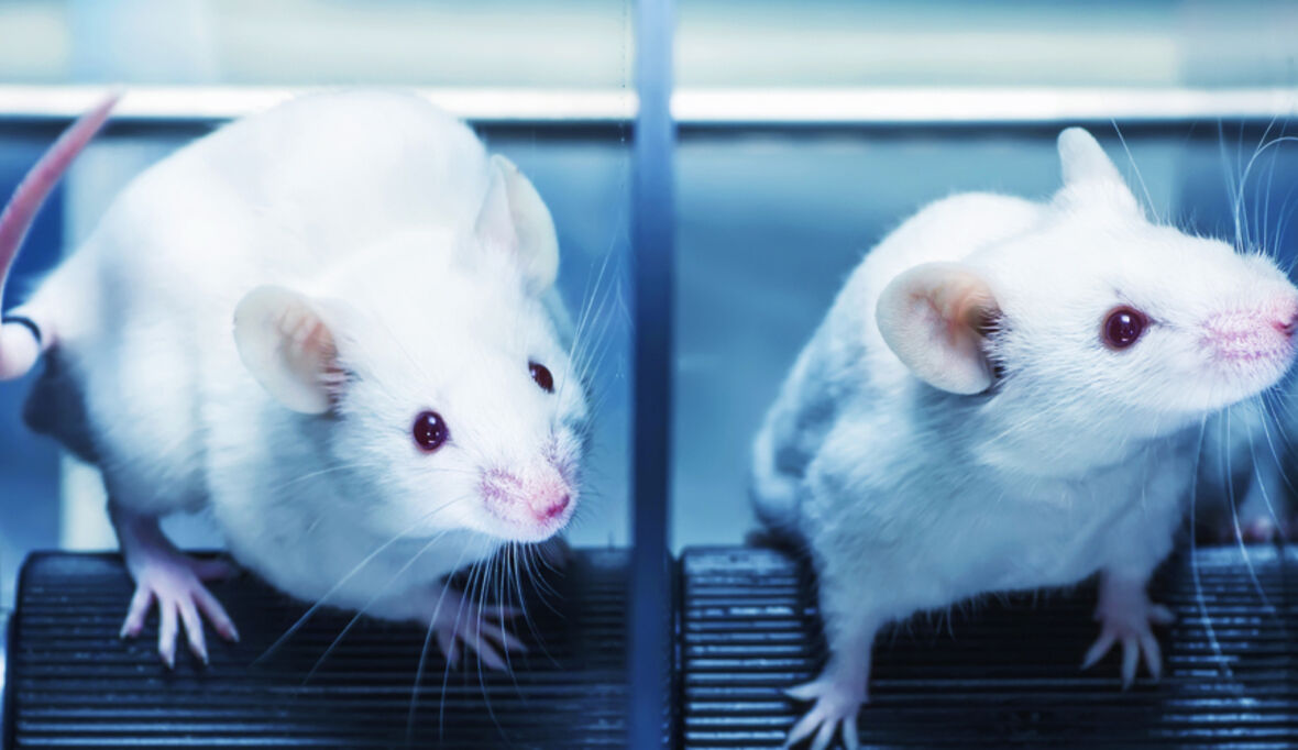 Besserer Schutz von Versuchstieren
