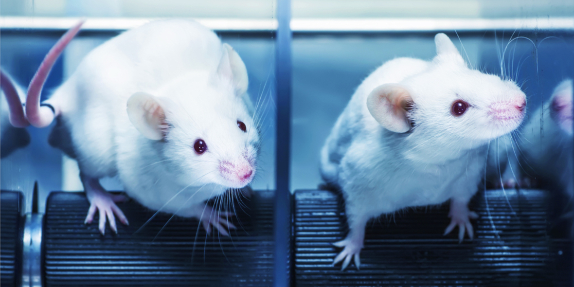 P&G setzt sich weltweit für tierversuchsfreie Vorschriften ein