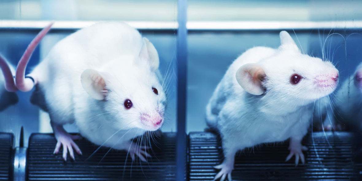 Besserer Schutz von Versuchstieren