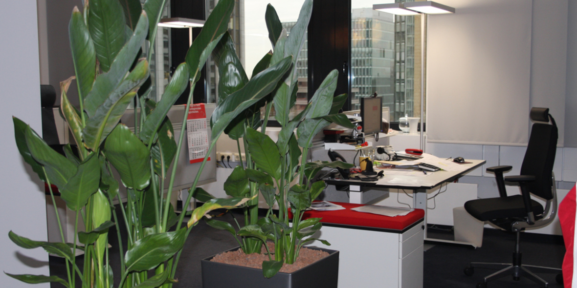 Green Office: Nachhaltigkeit im Unternehmen leben