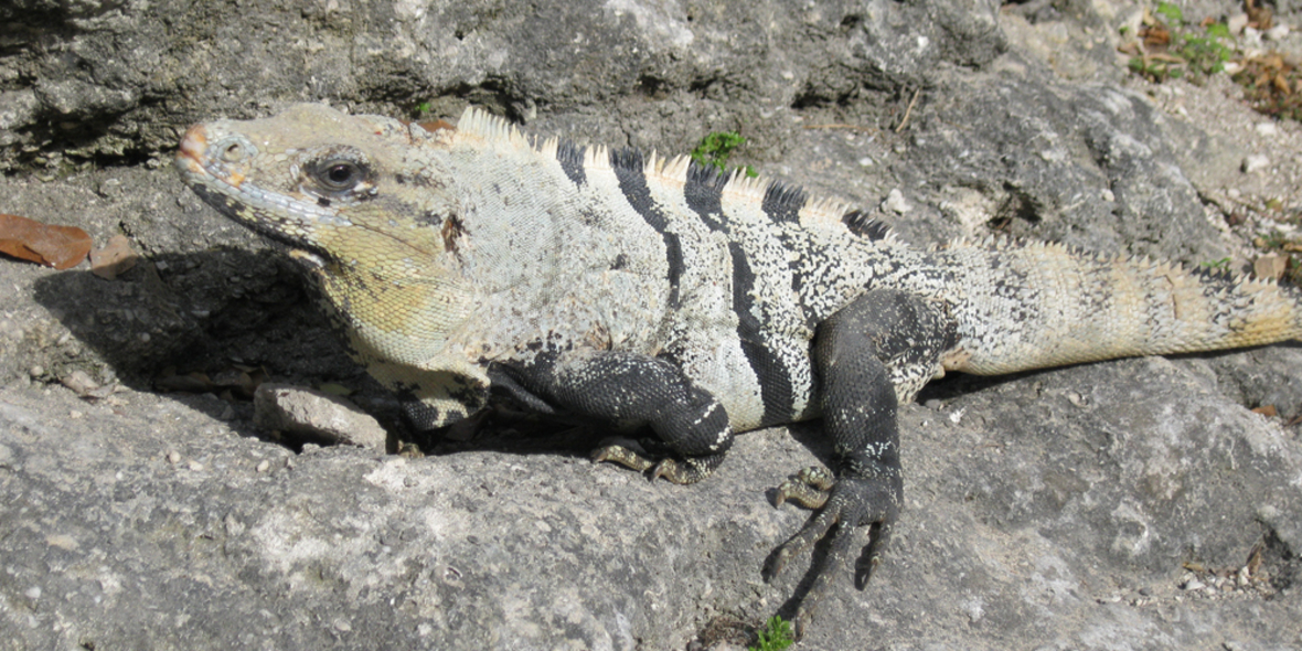 Online-Handel mit geschützten Arten effektiver bekämpfen
