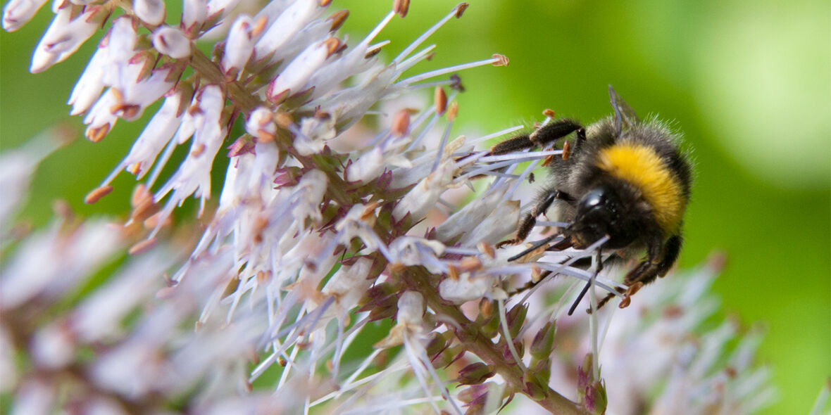 Globale Artenvielfalt der Bienen bisher deutlich unterschätzt