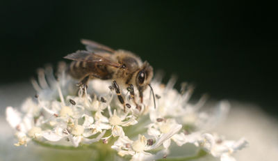 Bienen halten die Umwelt im Gleichgewicht