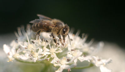 „BienABest“: Wildbienen im Fokus