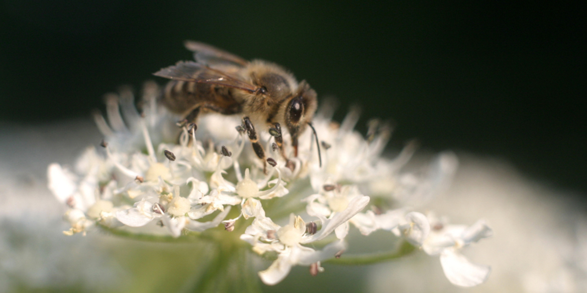 Neue Wildbienenart im Rheinland entdeckt
