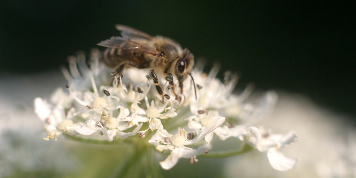 Insekten &amp; Mähmaschinen: Neue Technik soll Insekten bei der Grünland-Mahd retten