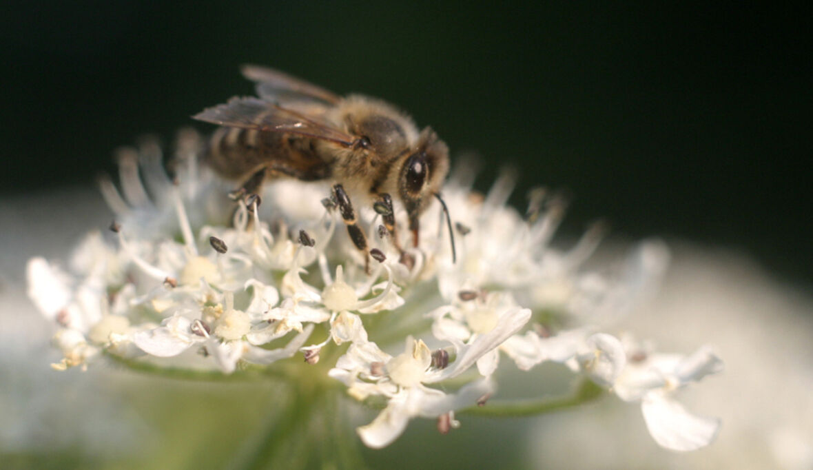 Insekten &amp; Mähmaschinen: Neue Technik soll Insekten bei der Grünland-Mahd retten