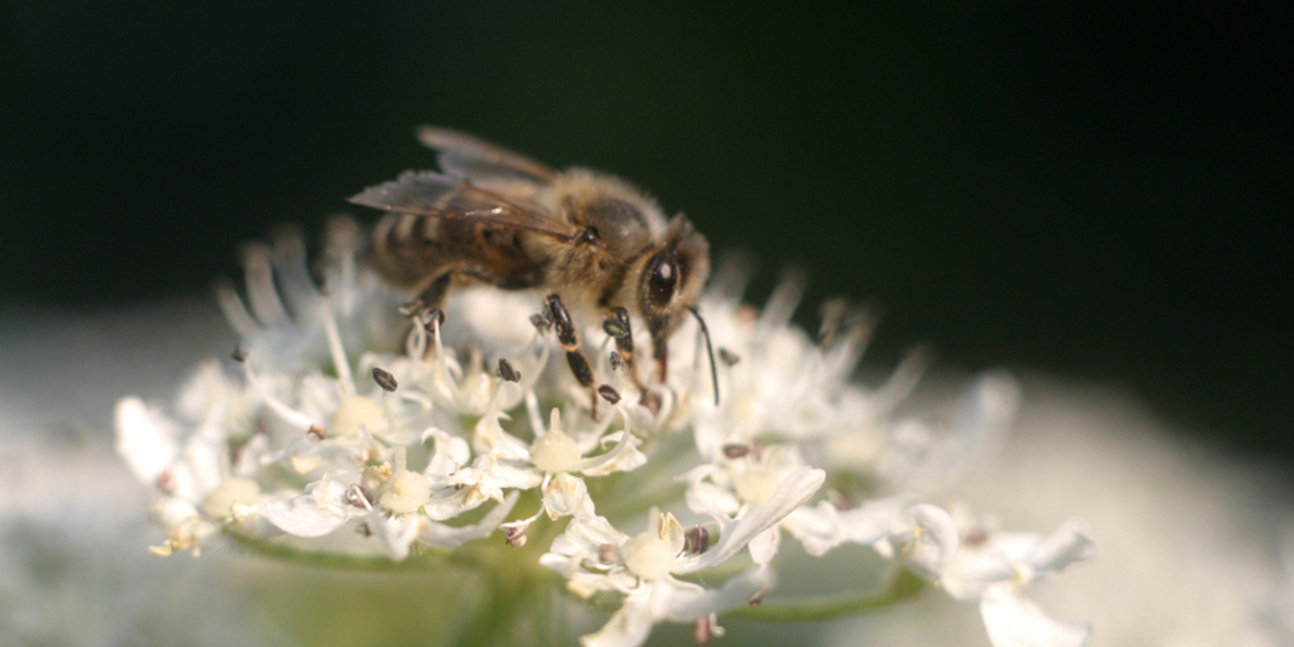 „BienABest“: Wildbienen im Fokus