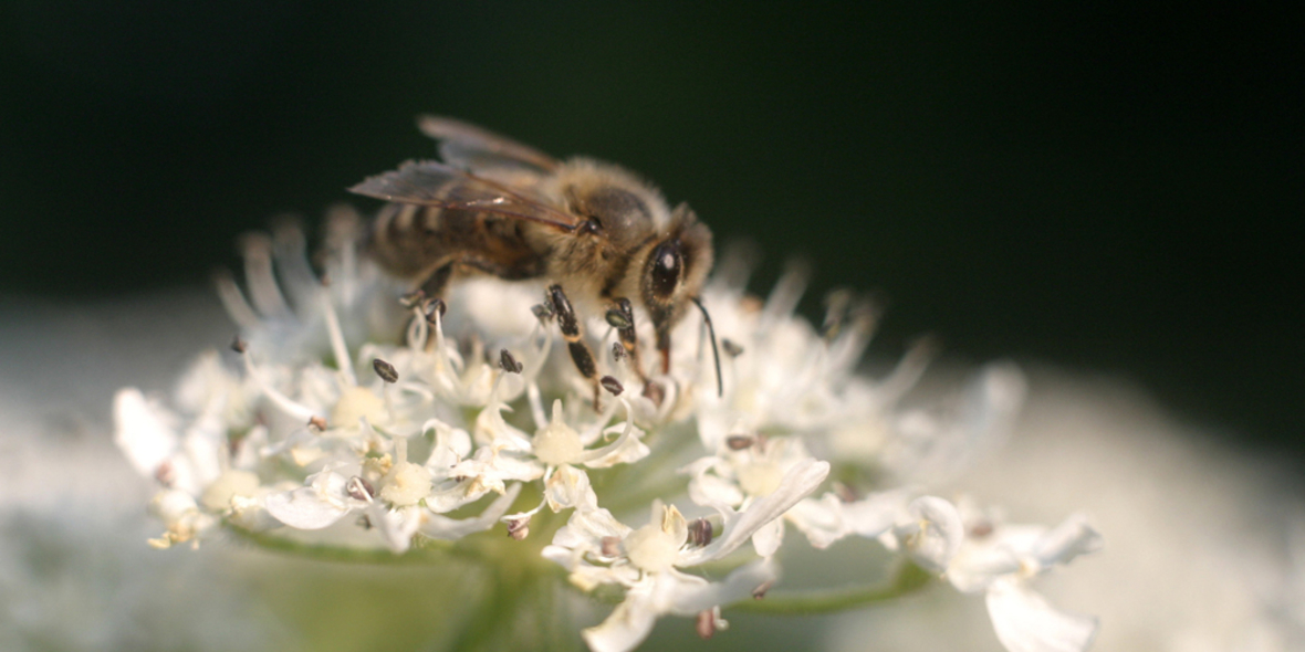 toom: neue Flughöhe beim Bienenschutz