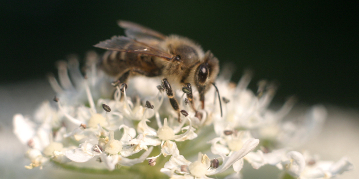 Blütenparadies für fleißige Bienen