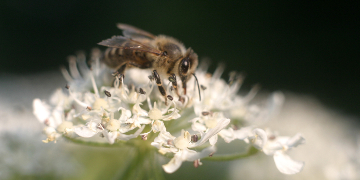 Audi-Umweltstiftung veröffentlicht Bienenbuch