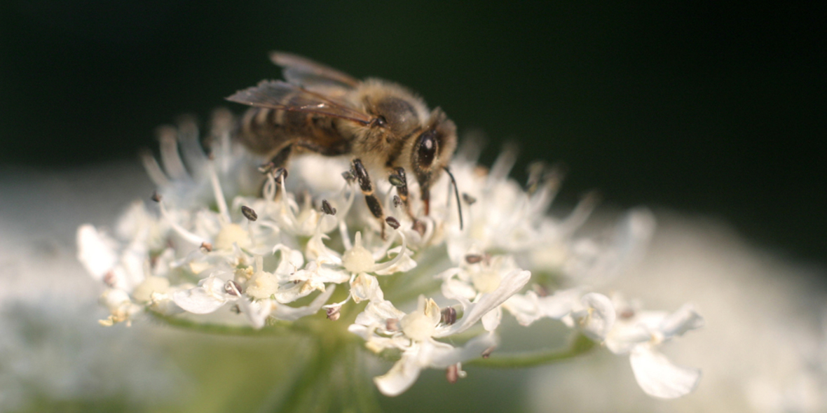 Agrar-Lobby nennt Umweltorganisation IUCN als unredlich
