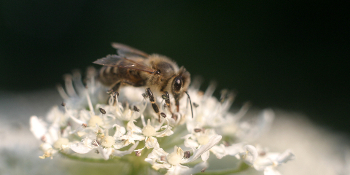 Bienen halten die Umwelt im Gleichgewicht