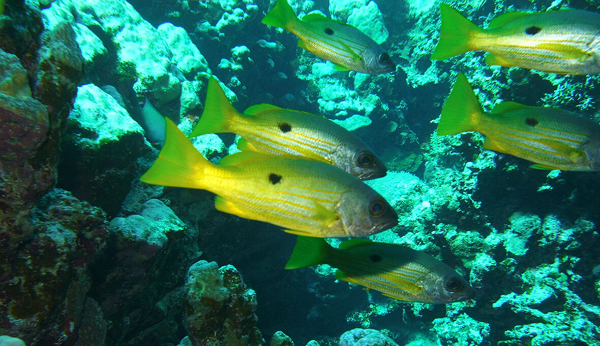 20 Jahre MSC – eine Bilanz zur UN Meereskonferenz