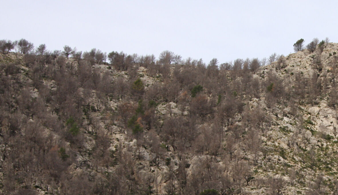 Buschbrände in Australien: Versicherer rufen Katastrophenfall aus – Klimarisiken spitzen sich zu