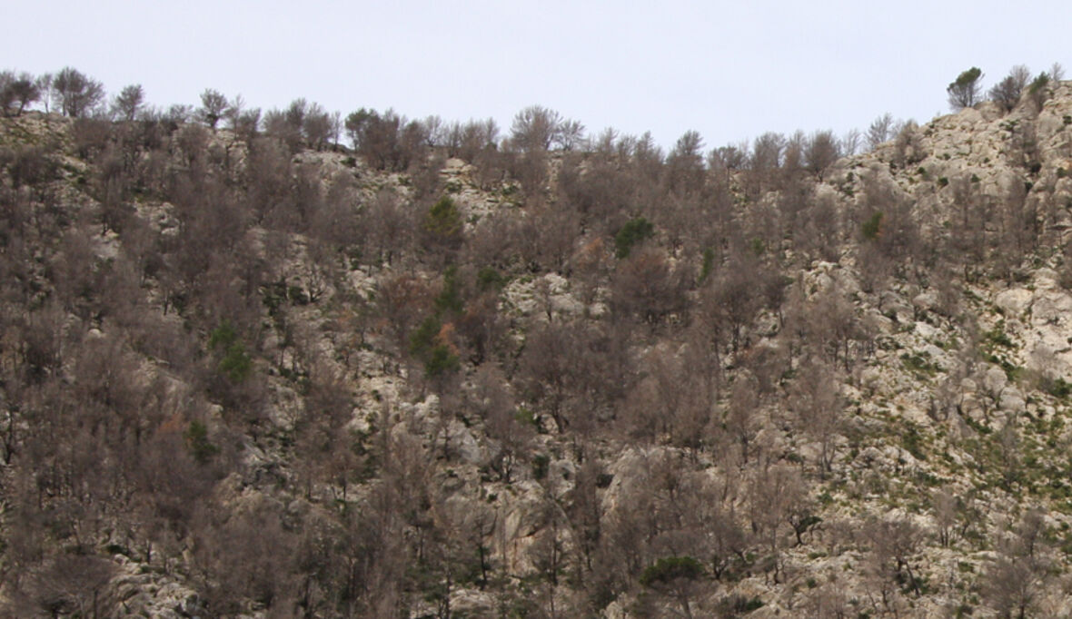 NABU fordert konsequenten Waldumbau 