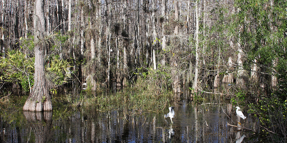 Wie die Everglades CO₂ schlucken – und wo Grenzen liegen