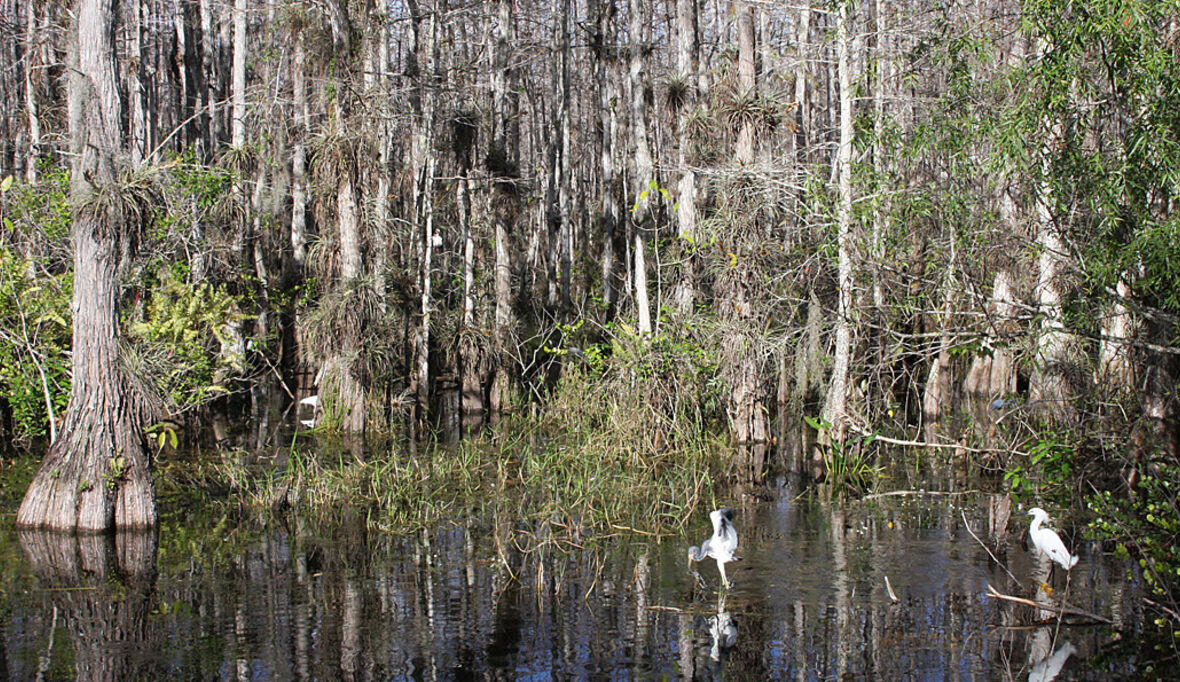 Wie die Everglades CO₂ schlucken – und wo Grenzen liegen