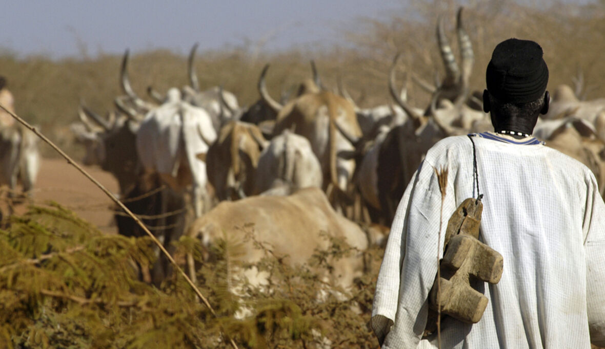 Klimawandel könnte Weideflächen für Rinder, Schafe und Ziegen bis 2100 halbieren