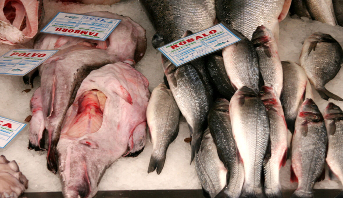 MSC-zertifizierte Fischer lobbyieren für Quotenkürzung
