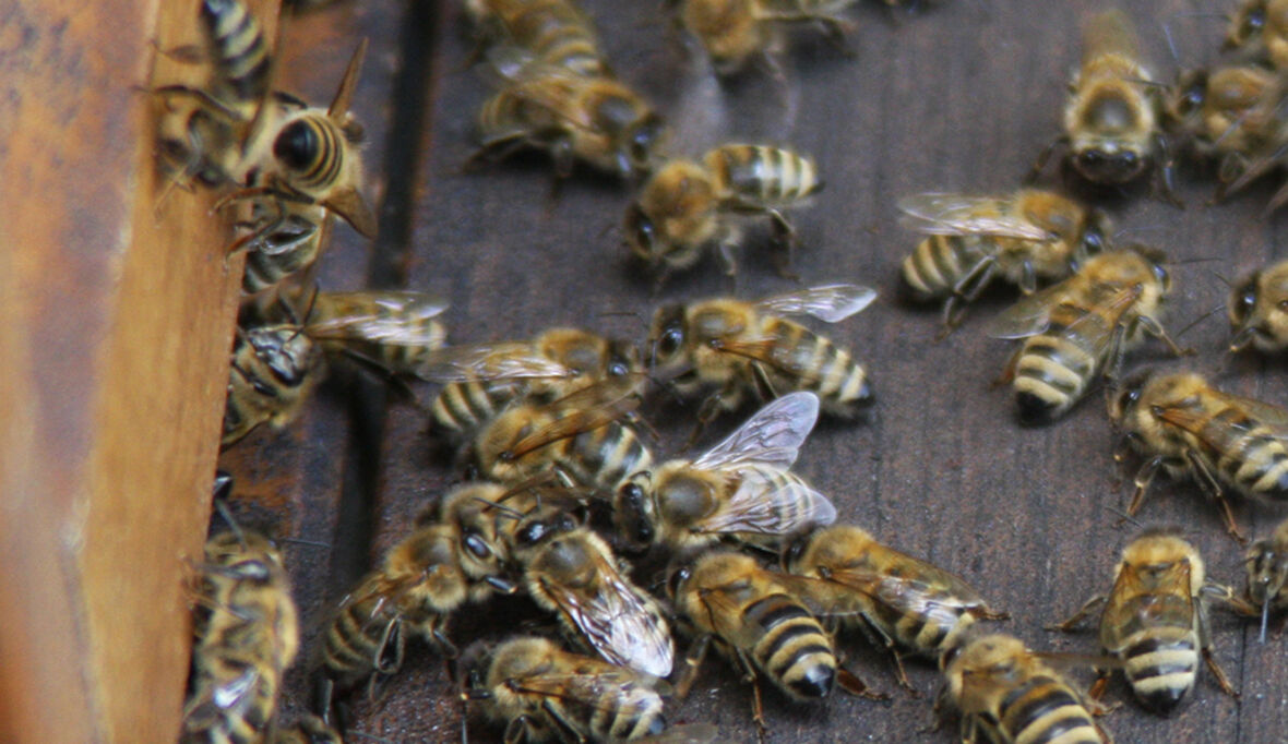 Zwei Bienenstöcke für den HDI-Platz