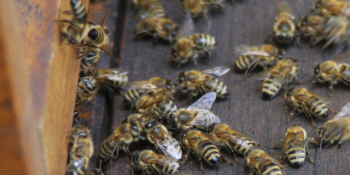 Zwei Bienenstöcke für den HDI-Platz