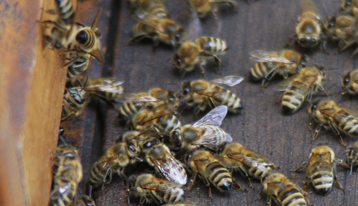 KI macht Ursachen des Bienensterbens messbar 