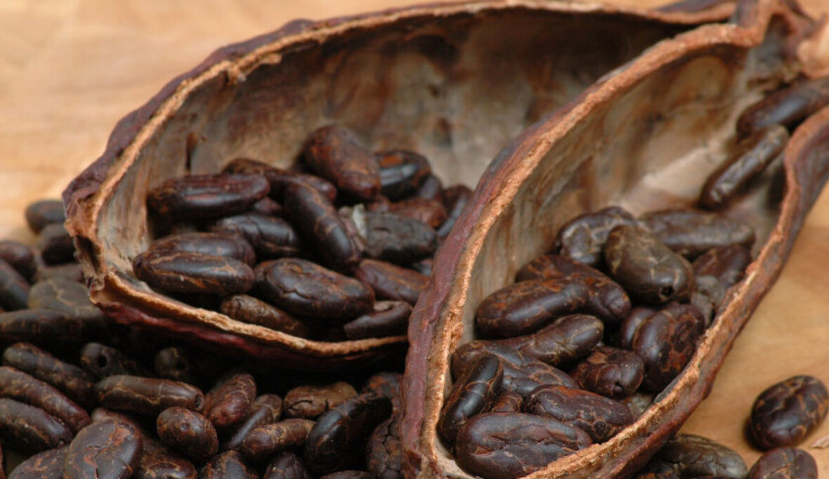 Wie kann Nachhaltigkeit im Kakaosektor erreicht werden?