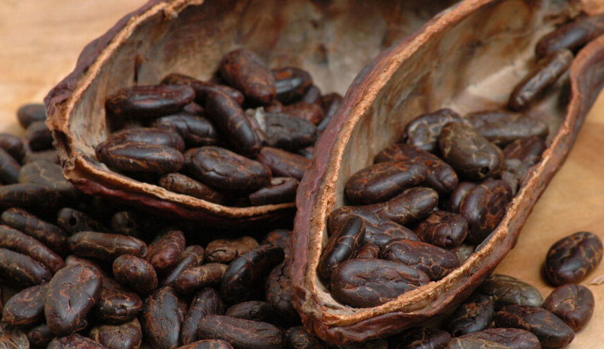 Forum Fairer Handel Mitglied im Forum Nachhaltiger Kakao